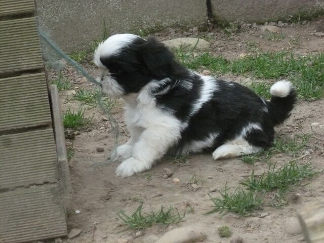 TZARINE des Brumes d'Aurore