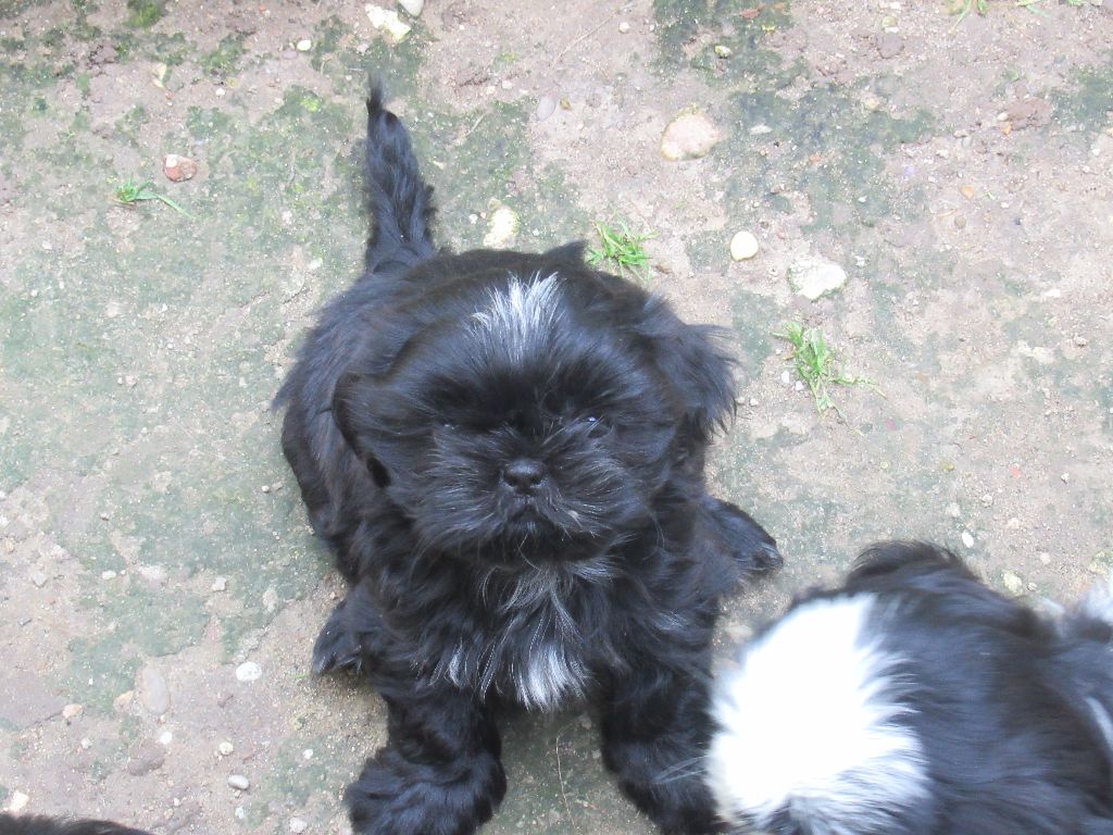 ULCIA des brumes d'aurore