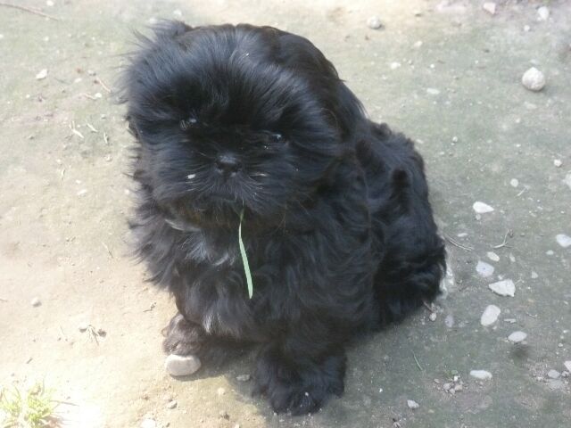 TCHOUP des Brumes d'Aurore