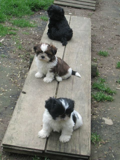 UXIE des brumes d'aurore