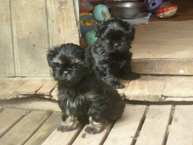 SALAMBO des brumes d'aurore