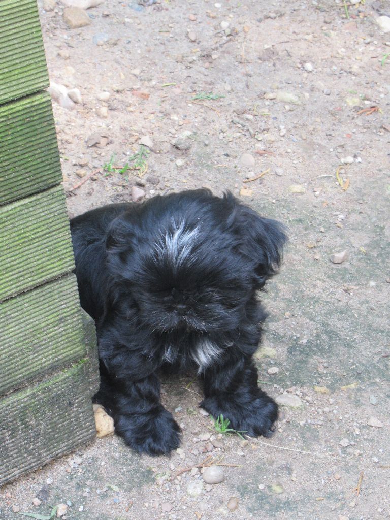 ULCIA des brumes d'aurore