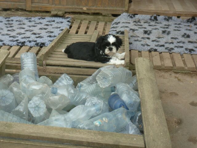 TEMPO des Brumes d'Aurore