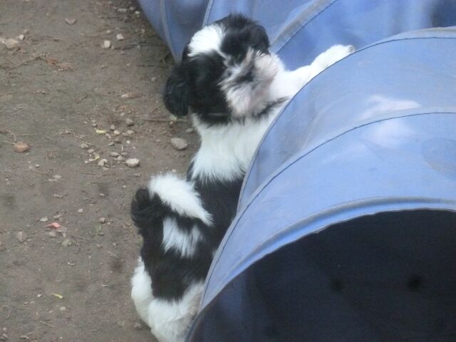 SIRE APEJOU DES BRUMES D'AURORE