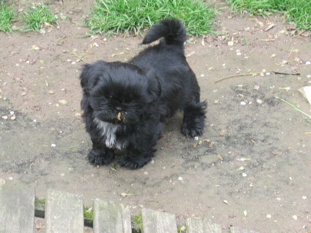 URPHEE des brumes d'aurore