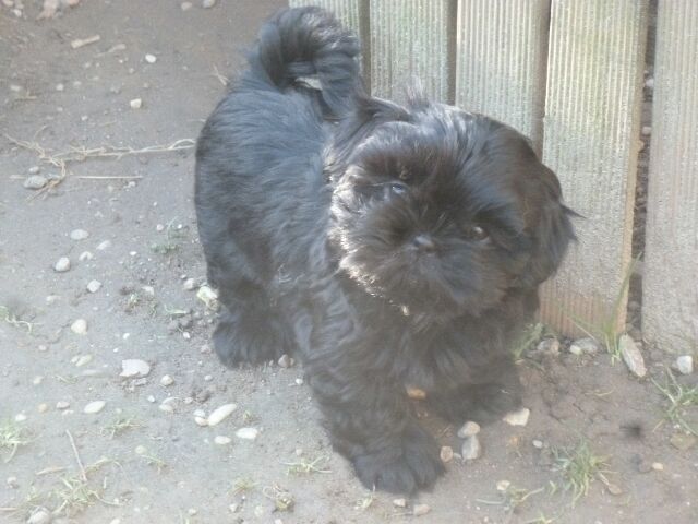 S' TESS des brumes d'aurore