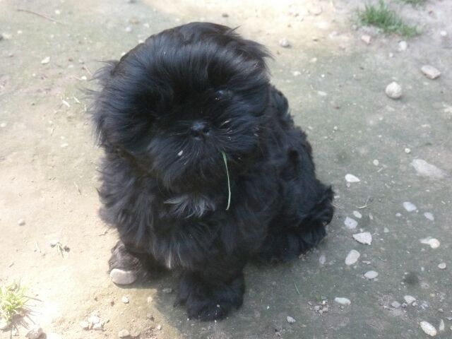 TCHOUP des Brumes d'Aurore