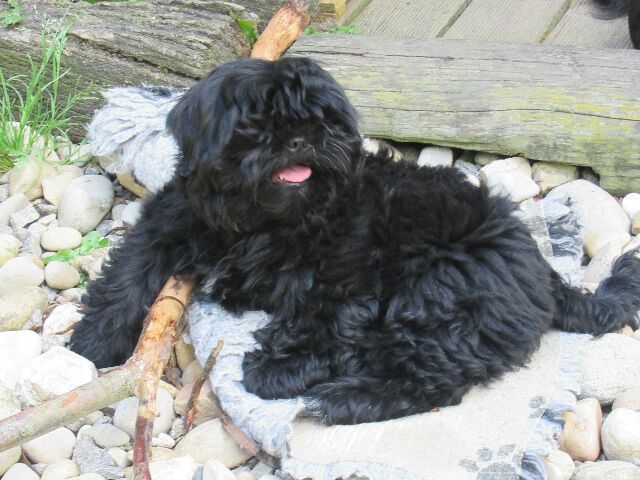 TINSLEY des Brumes d'Aurore