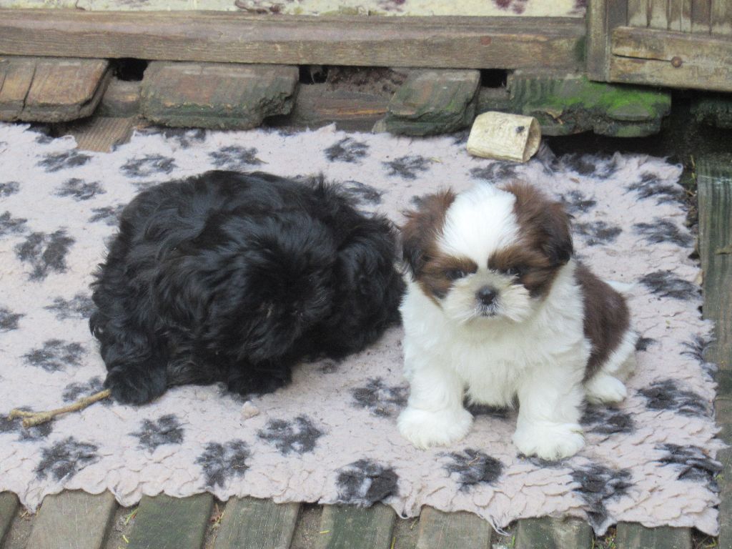 UPPI des brumes d'aurore