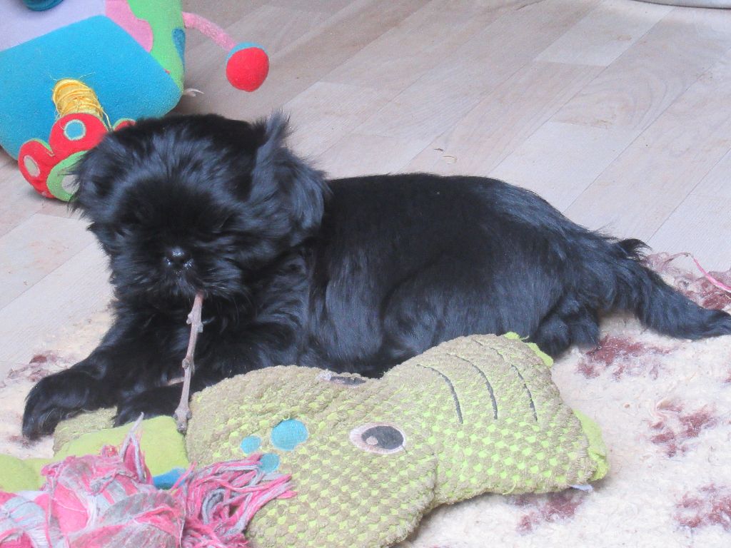 URIEL des brumes d'aurore