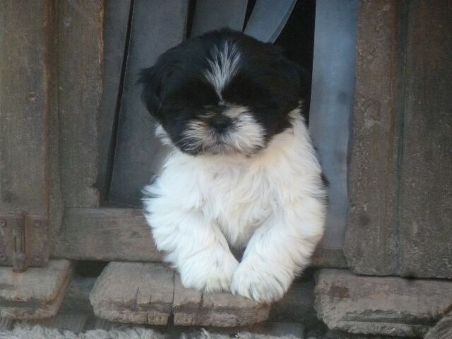 SKYLA des brumes d'aurore