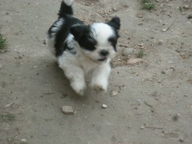 TZARINE des Brumes d'Aurore