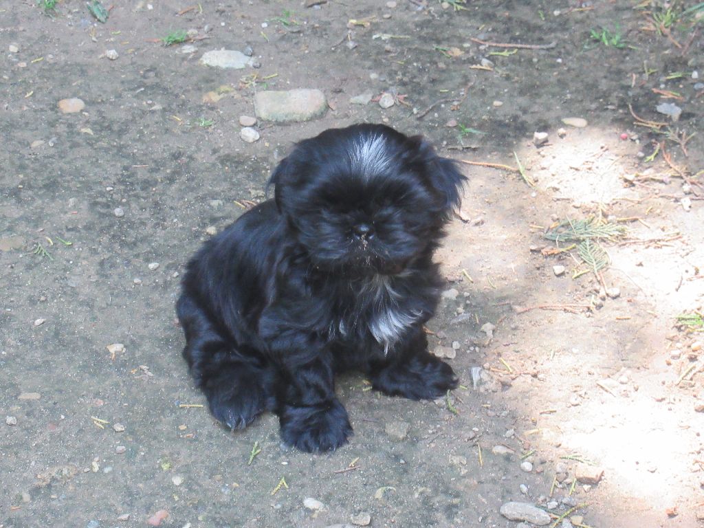 ULCIA des brumes d'aurore