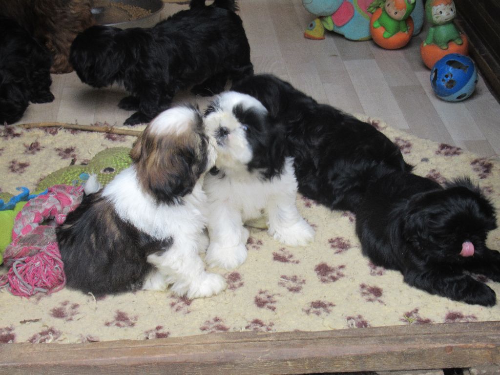 UXEL dite TAÏKO des brumes d'aurore