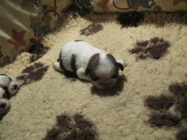 ARTHUR  des brumes d'aurore