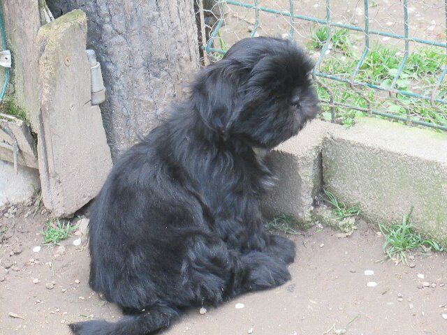 UMIE dite Ulotte des brumes d'aurore