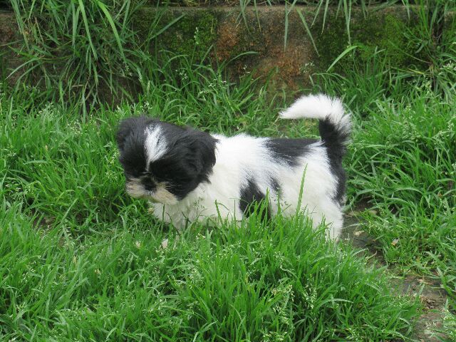 UTAH des brumes d'aurore