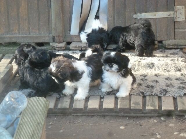 SYBELLE des brumes d'aurore