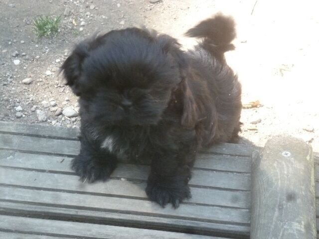 SAMSARA des brumes d'aurore