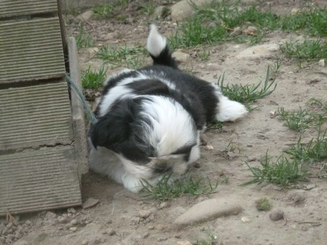 TZARINE des Brumes d'Aurore