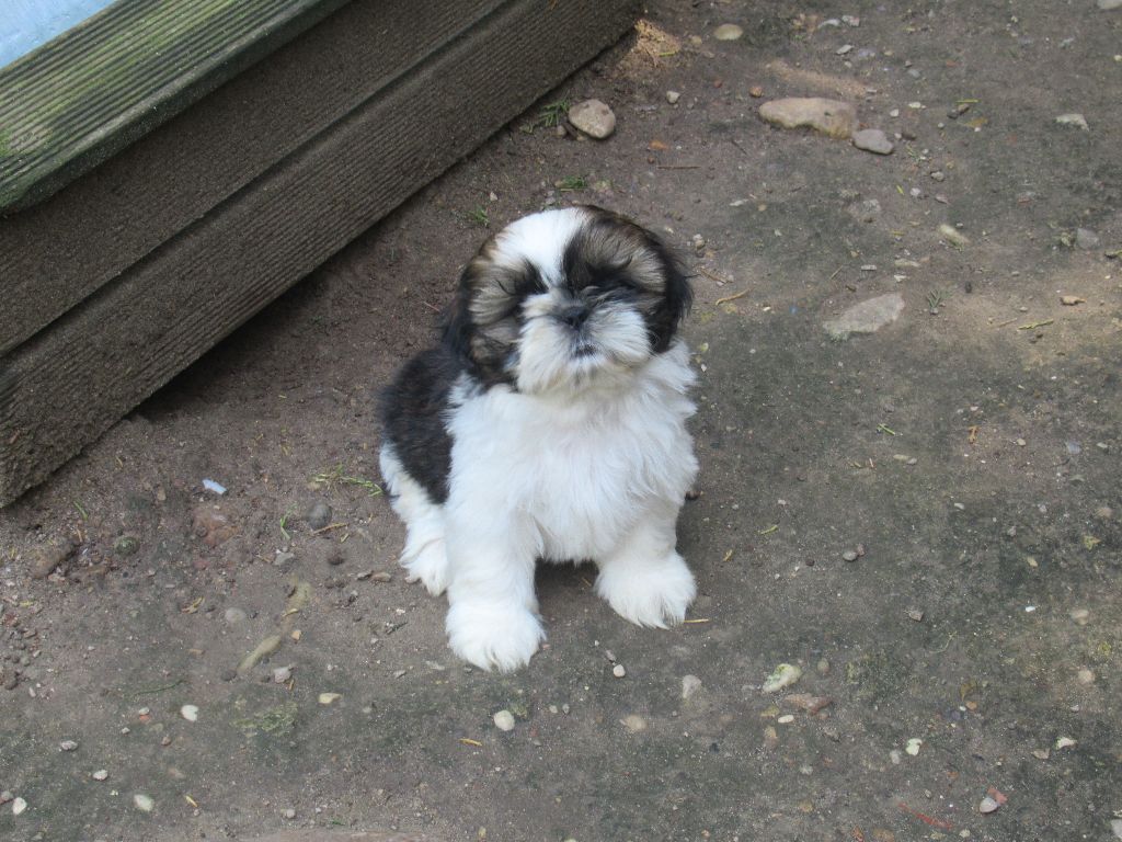 UXIE des brumes d'aurore