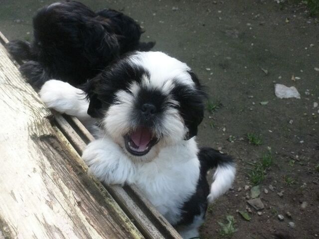 STELLA des brumes d'aurore