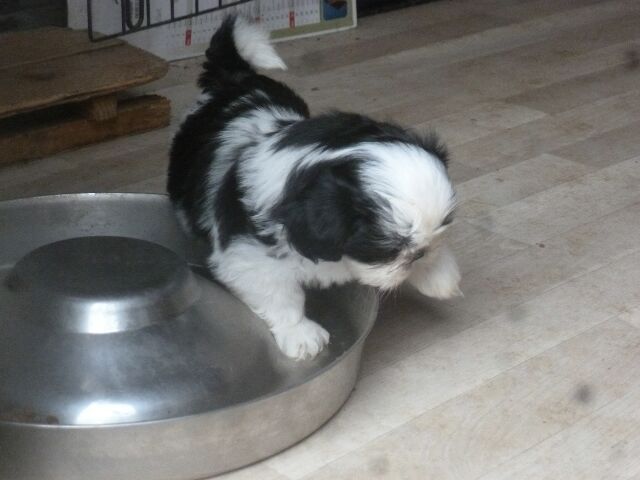 TZARINE des Brumes d'Aurore