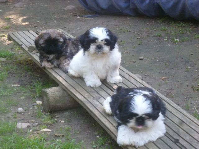 SNOOPY des brumes d'aurore