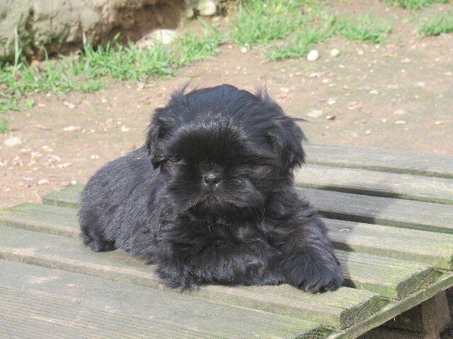 UMHA dite USHA des brumes d'aurore