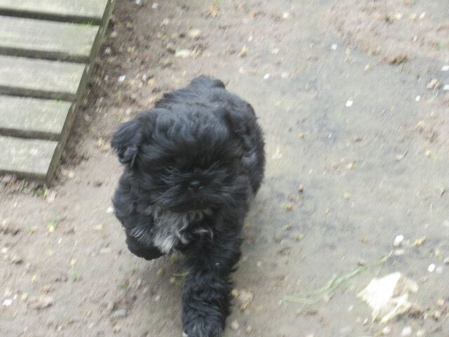 ULYSSE des brumes d'aurore