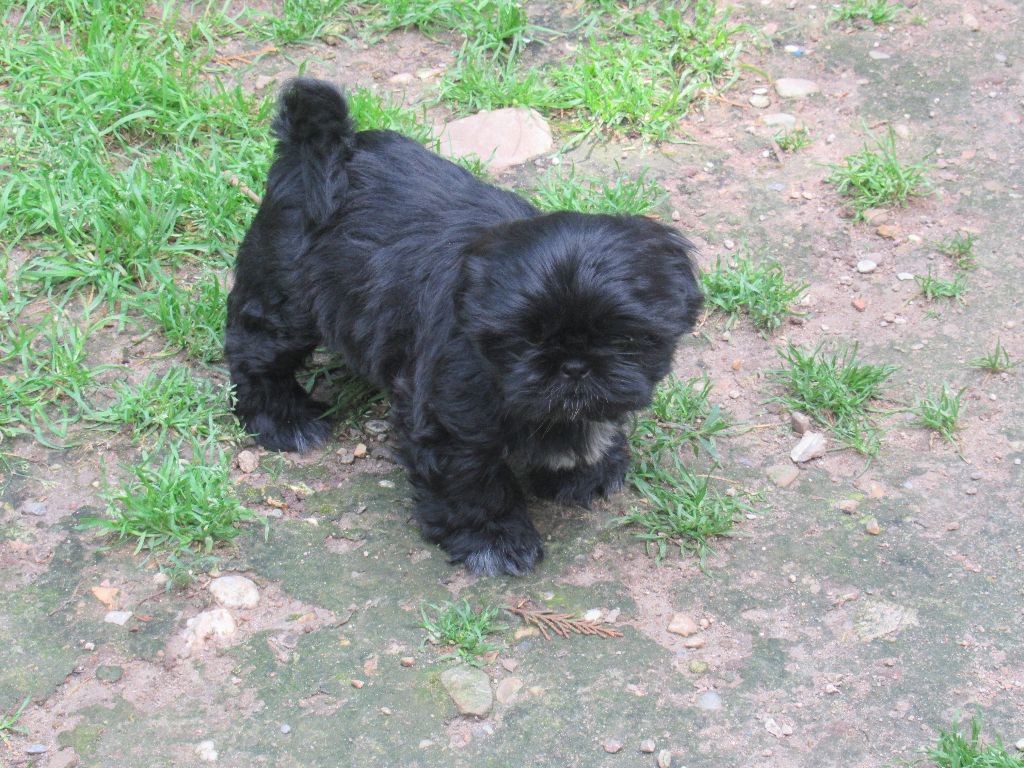 ULANE des brumes d'aurore