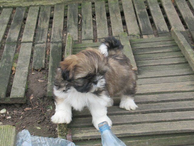 ULYSSE des brumes d'aurore