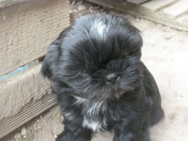 TORNADO des Brumes d'Aurore