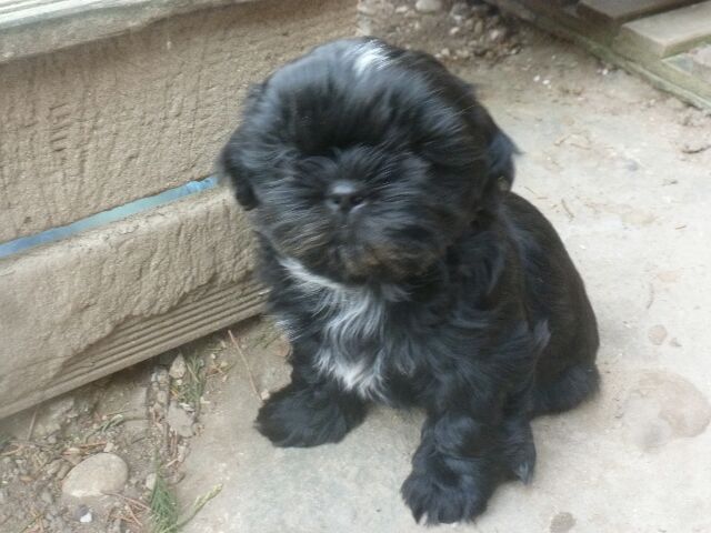 TORNADO des Brumes d'Aurore