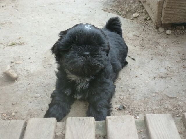 TORNADO des Brumes d'Aurore