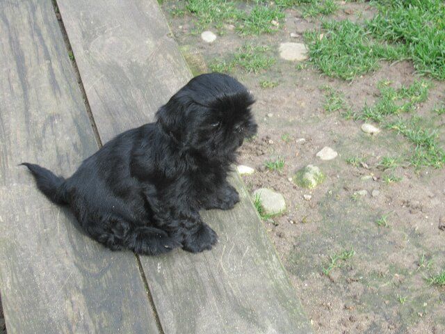 UMHA dite USHA des brumes d'aurore