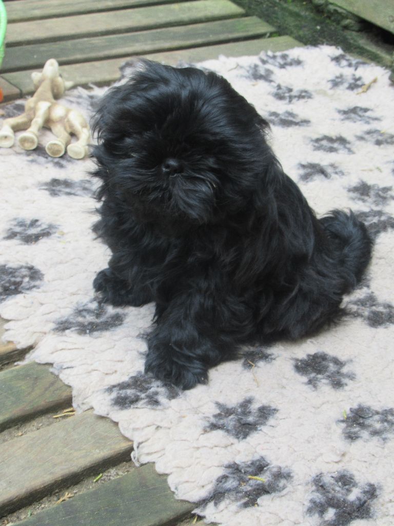 URIEL des brumes d'aurore