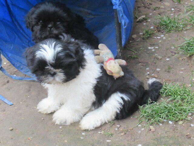 ULYS 23 des brumes d'aurore