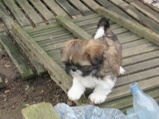 ULYSSE des brumes d'aurore