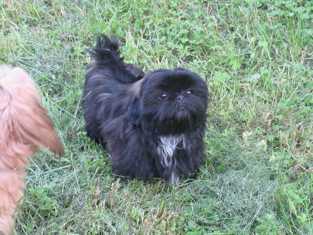 USTON des brumes d'aurore