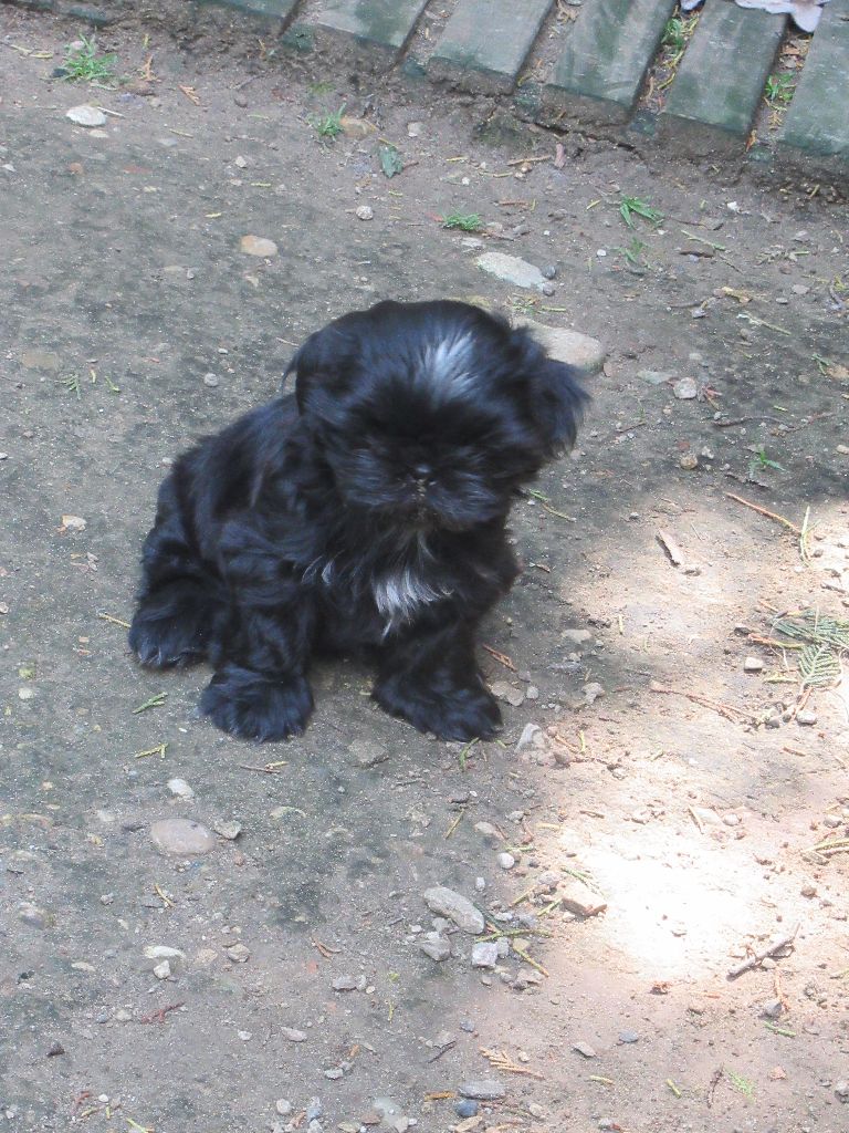 ULCIA des brumes d'aurore