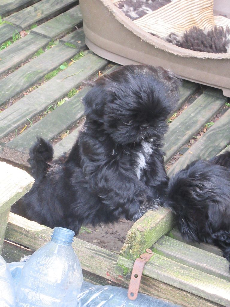 ULANE des brumes d'aurore