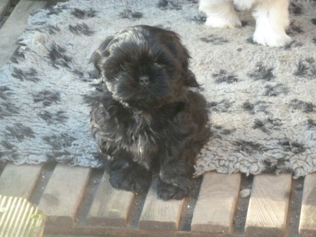 SUN des brumes d'aurore