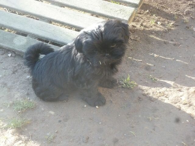 S' TESS des brumes d'aurore