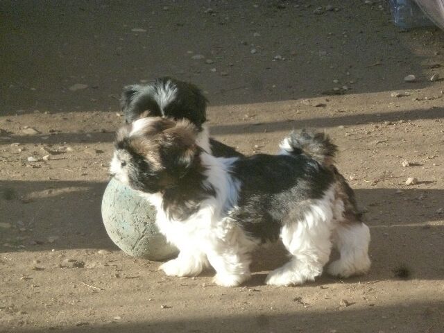 S' GIZMO des brumes d'aurore