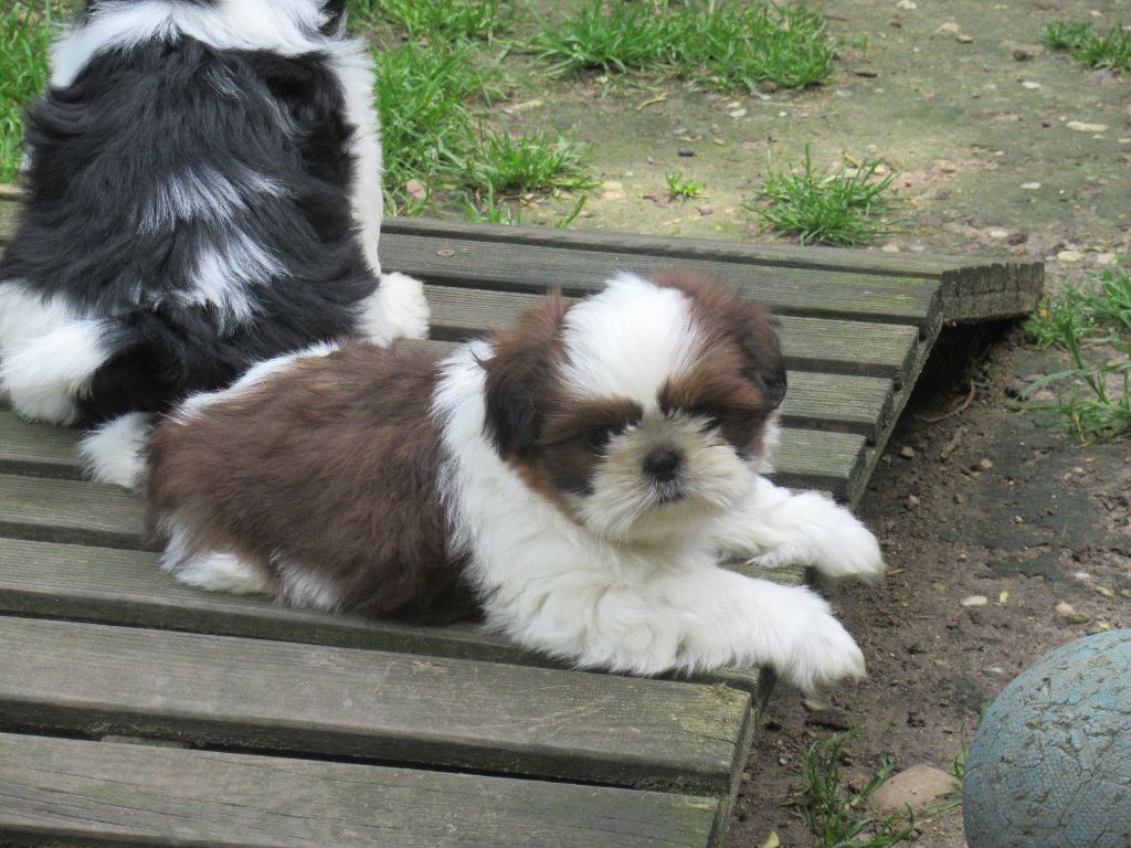 UPPI des brumes d'aurore