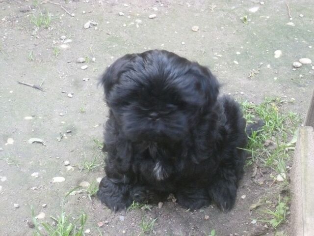 SHYLA des brumes d'aurore