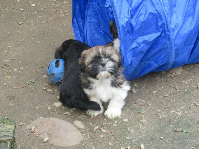 ULYSSE des brumes d'aurore