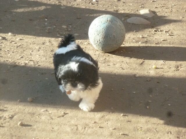 SYBELLE des brumes d'aurore