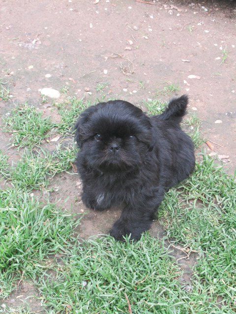 USKO dit TYBALT des brumes d'aurore